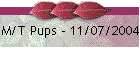 M/T Pups - 11/07/2004